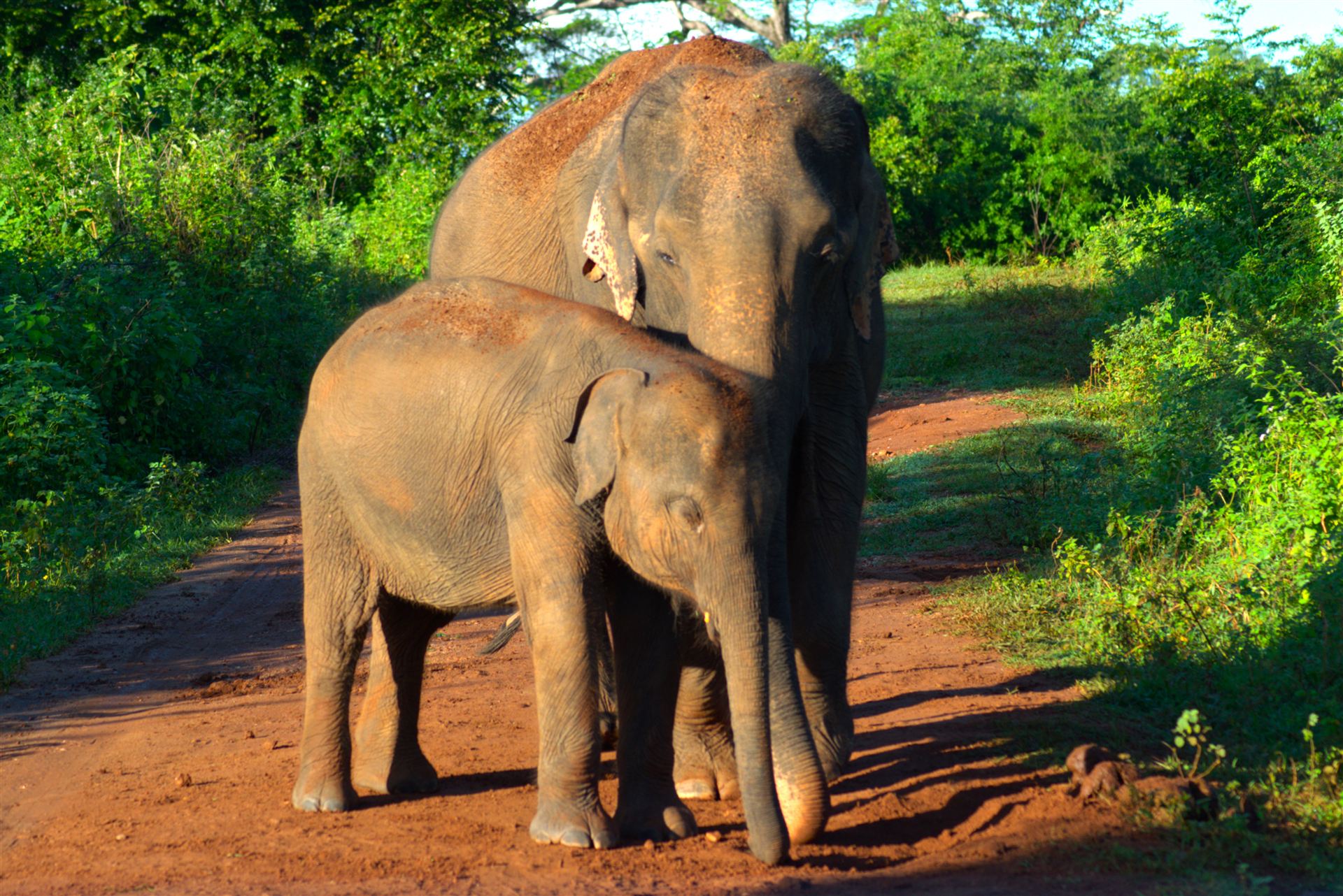 Udawalawe Elephants